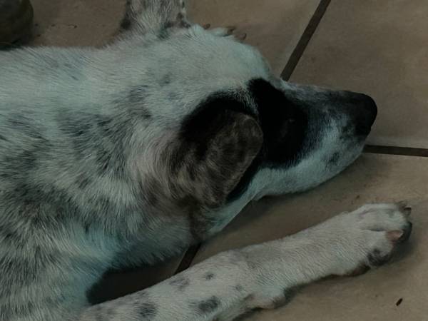 Lost Heeler white with black 1