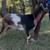 MDGA Mini Lamancha and ADGA Nigerian Herd for sale! 8 thumbnail