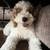 puppy 4 thumbnail