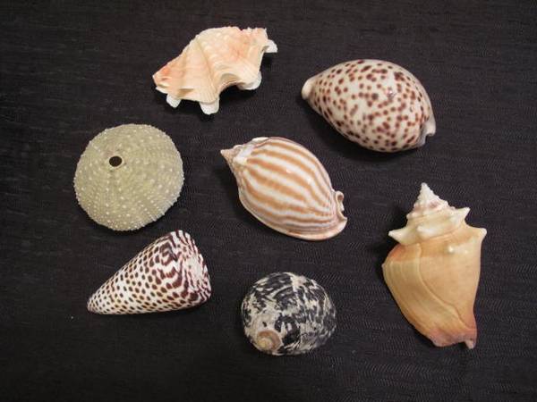 SEA SHELLS collection 1