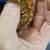 Crested gecko 6 thumbnail
