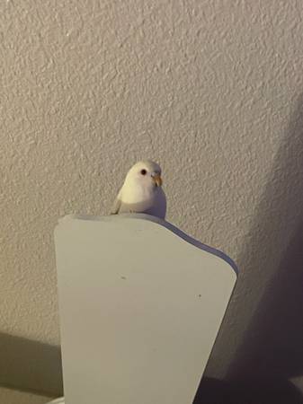Rehoming pair of parakeets (Great Lakes)63735873877249122