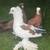 Pigeons for sale 6 thumbnail