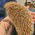 3 month old Hedgehog 4 thumbnail