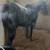 AQHA race gelding 1 thumbnail