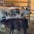 Highland Cattle 3 thumbnail