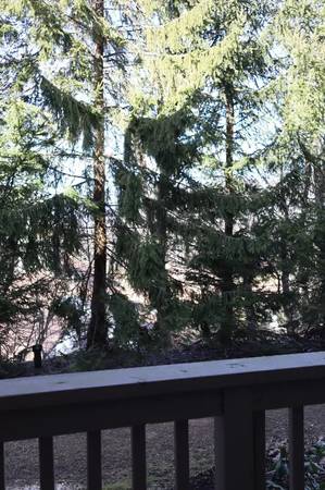 $1000.00 / 1br - Wintergreen Mountain Resort Condo for rent63851969504257123