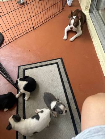 Lindos cachorros (Kendal)64141766660226124