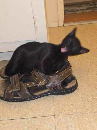 Kitten in long beach for rehoming (Bixby Knolls)63932506656771122