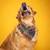 🐾 Studio Pet Photography That Captures Their Personality! 🐶📸 2 thumbnail