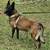 Exceptional Belgian Malinois 1 thumbnail