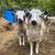Jacob Sheep (lambs) 3 thumbnail