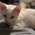 Solid white kitten small rehoming fee 5 thumbnail
