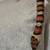 king snake 1 thumbnail