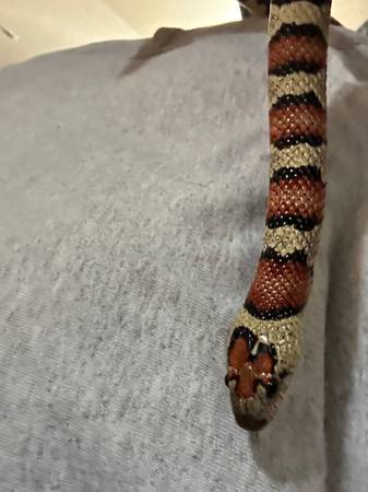 king snake 1