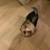 Re-homing female Yorkshire puppy 3 months old. 3 thumbnail