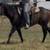 Gelding 1 thumbnail