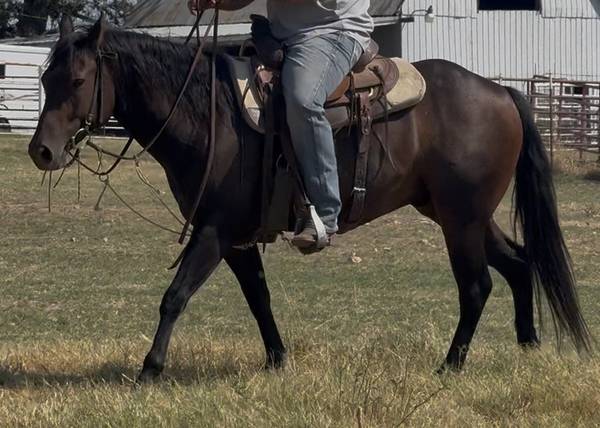 Gelding 1