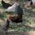 Young Laying Serama Bantam Hens and Rooster 1 thumbnail