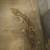 Different Morph Leopard Geckos 1 thumbnail