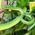 ***  Smooth Green (O. vernalis)  Snake - Wanted  *** 2 thumbnail
