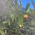 Fruit trees all kinds and sizes landscape bushes plants 10 thumbnail