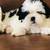 Shih tzu 3 thumbnail