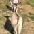 Miniature donkey jenny baby 4 thumbnail
