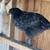 Chicken chickens pullets Saphire gems silkie barred rock ducks 1 thumbnail