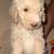 Golden doodles 3 thumbnail
