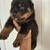 Puppy Rottweiler 1 thumbnail
