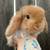 Holland Lop Baby Rabbits 1 thumbnail