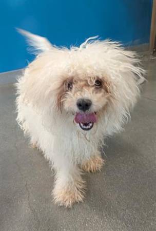 Lost dog found in Las Animas Park (gilroy)63683395053313120