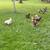 Chicken 1 thumbnail
