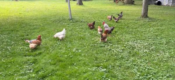 Chicken 1