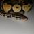 Ball Python 3 thumbnail