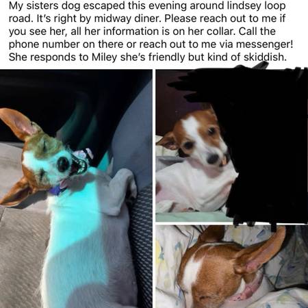WHITE AND BROWN CHIHUAHUA MISSING (Bessemer/Mcalla)63985848222978120