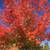 Senior Lady seeking guest house, studio or cottage 1 thumbnail
