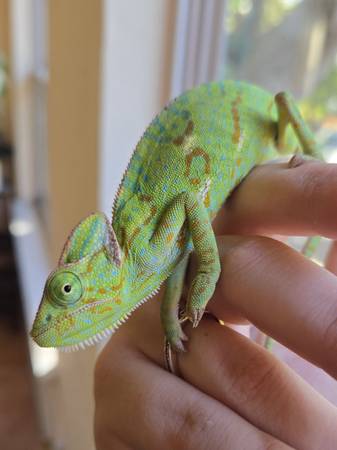 Chameleon with cage 1