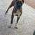 Rehoming Boxer Puppy 8 months 4 thumbnail