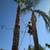 D & A TREE SERVICE FREE ESTIMATES (661)201-4306 17 thumbnail