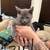 7 week Kittens 3 thumbnail