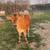 Bred Jersey Heifer 2 thumbnail