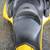 Auction (1691): 2015 Can Am Spyder Motorcycle 22 thumbnail