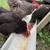 Chickens 7 thumbnail