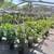 FRUIT TREES FROM $15 1 thumbnail