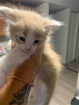 Kitten 9weeks (Omaha)63670841067137120
