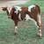 Roping Cattle 1 thumbnail