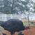 Turkey Hens 5 thumbnail