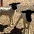 Doper sheep 4 thumbnail